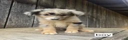 Australian Shepherd dogs for sale: Australian Shepherd Puppy 6 - Ad 1