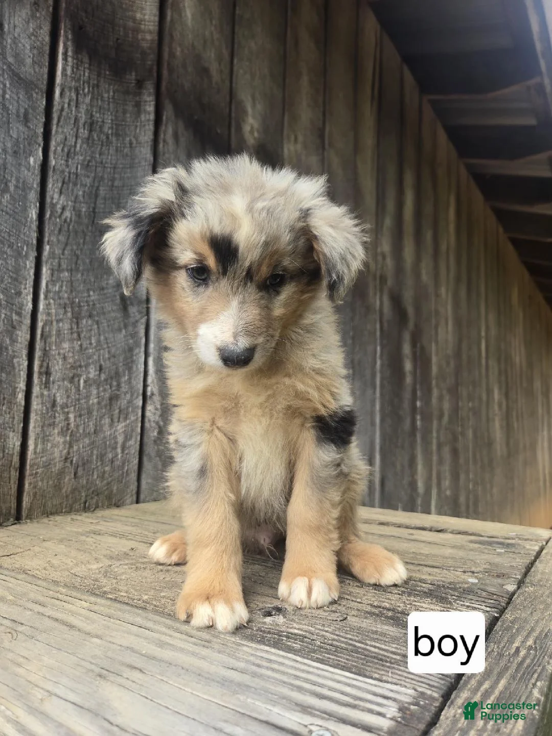 Australian Shepherd dogs for sale: Australian Shepherd Puppy 6 - Ad 1