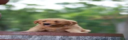 Golden Retriever dogs for sale: Bella - Ad 8