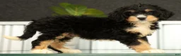 Mini Bernedoodle dogs for sale: Freddie - Ad 4