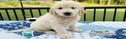 Golden Retriever dogs for sale: Peggy - Ad 3