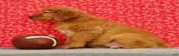 Golden Retriever dogs for sale: Ziva - Ad 4