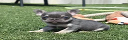 French Bulldog dogs for sale: Warrior  - Ad 5