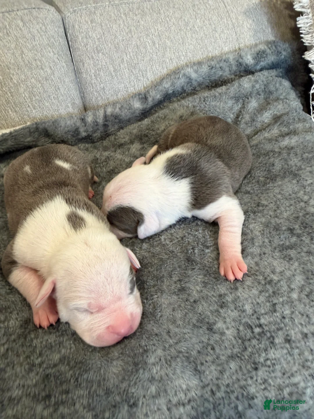 American Pit Bull Terrier dogs for sale: American Pit Bull Terrier Puppy 2 - Ad 1