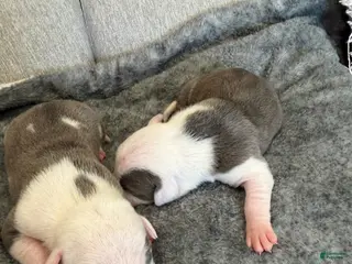 American Pit Bull Terrier dogs American Pit Bull Terrier Puppy 2 - Ad 10