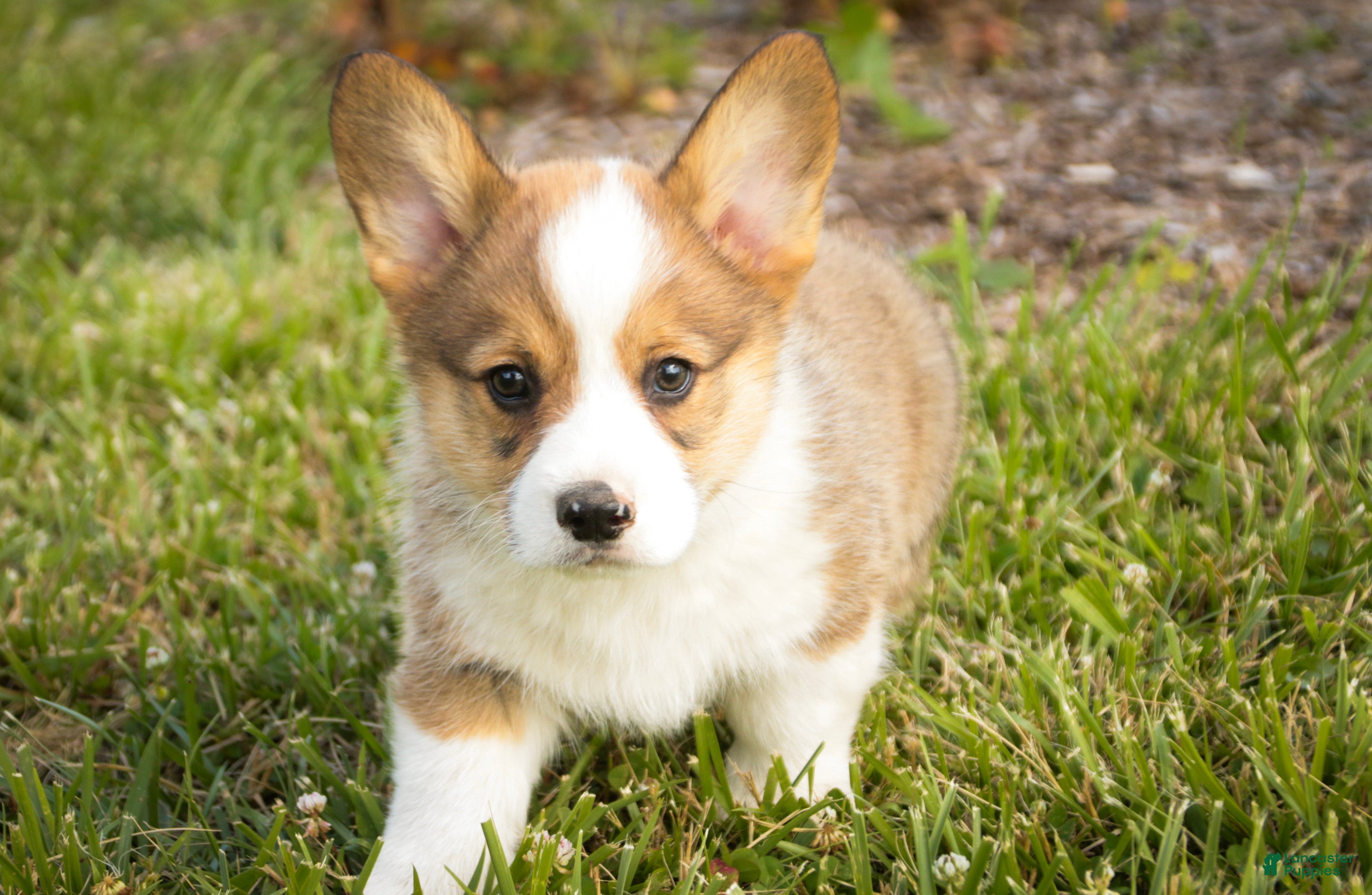 Welsh Corgi Pembroke dogs Buzz - Ad 2