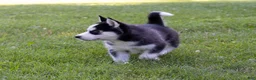 Siberian Husky dogs for sale: Donald - Ad 5