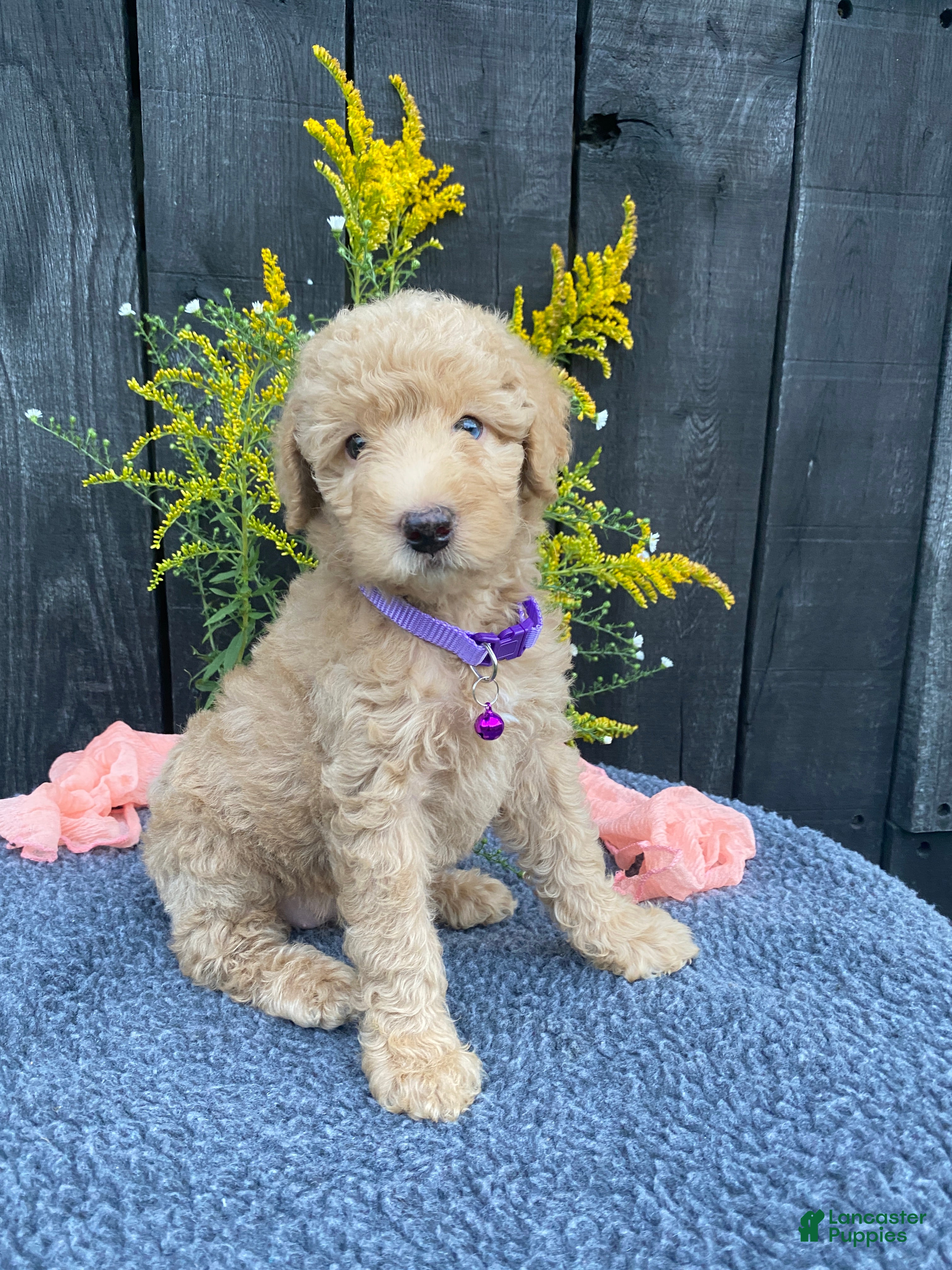 Miniature Labradoodle dogs Piper - Ad 2