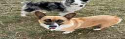 Mixed Breed dogs for sale: Oscar - Ad 7