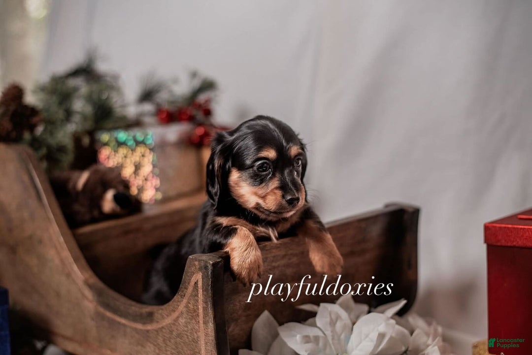 Miniature Dachshund dogs for sale: Pink Collar Black & Tan Dachshund Puppy  - Ad 2