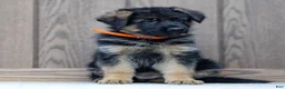 German Shepherd dogs for sale: Zara - Ad 2