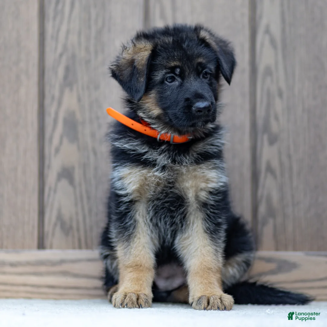 German Shepherd dogs for sale: Zara - Ad 2