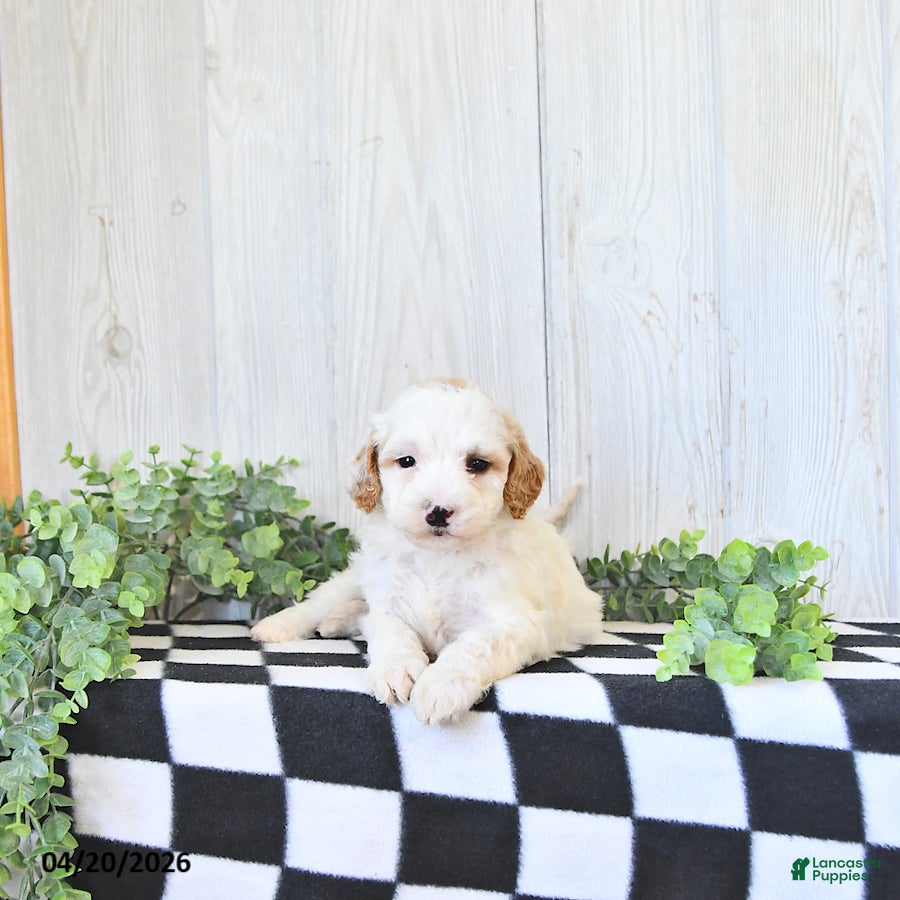 Mini Goldendoodle dogs Charlie - Ad 1