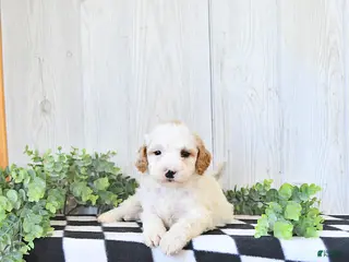 Mini Goldendoodle dogs for sale: Charlie - Ad 4