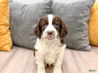 English Springer Spaniel dogs Elvis - Ad 10