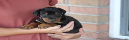 Doberman Pinscher dogs for sale: Sadie - Ad 7