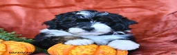 Aussiedoodle dogs for sale: Adam  - Ad 2