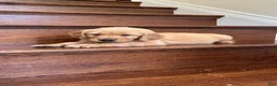 Golden Retriever dogs for sale: Teddy - Ad 1