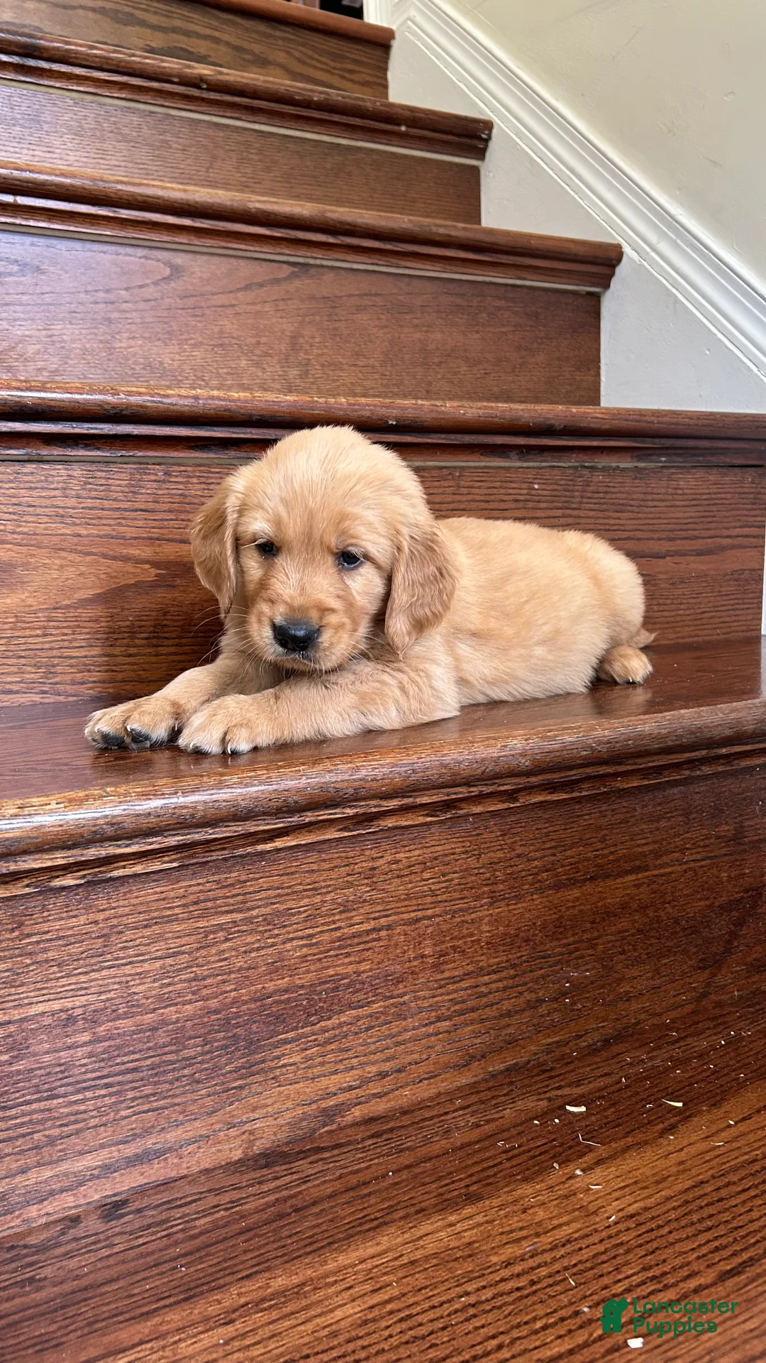 Golden Retriever dogs for sale: Teddy - Ad 1