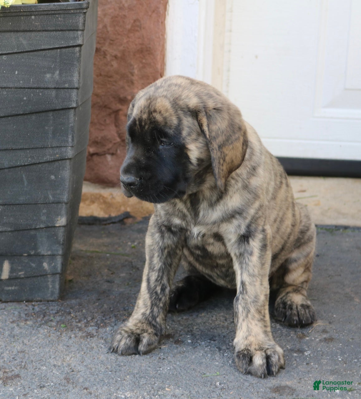 English Mastiff dogs Lily - Ad 2