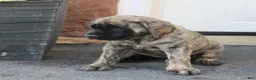 English Mastiff dogs for sale: Lily - Ad 2