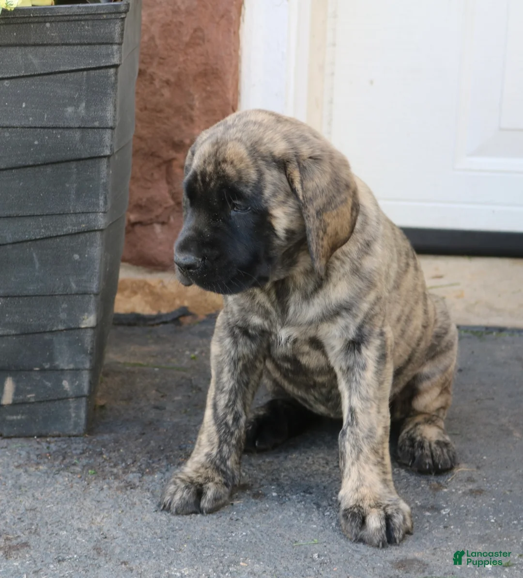 English Mastiff dogs for sale: Lily - Ad 2
