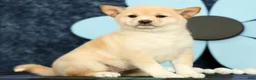 Shiba Inu dogs for sale: Kelsey - Ad 4