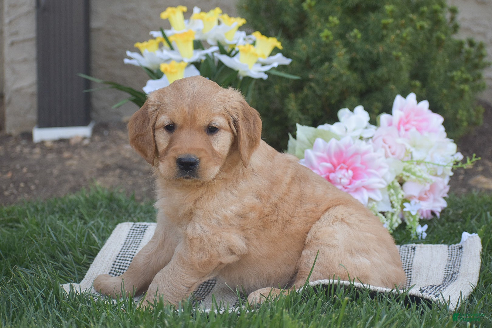 Golden Retriever dogs Melody - Ad 2