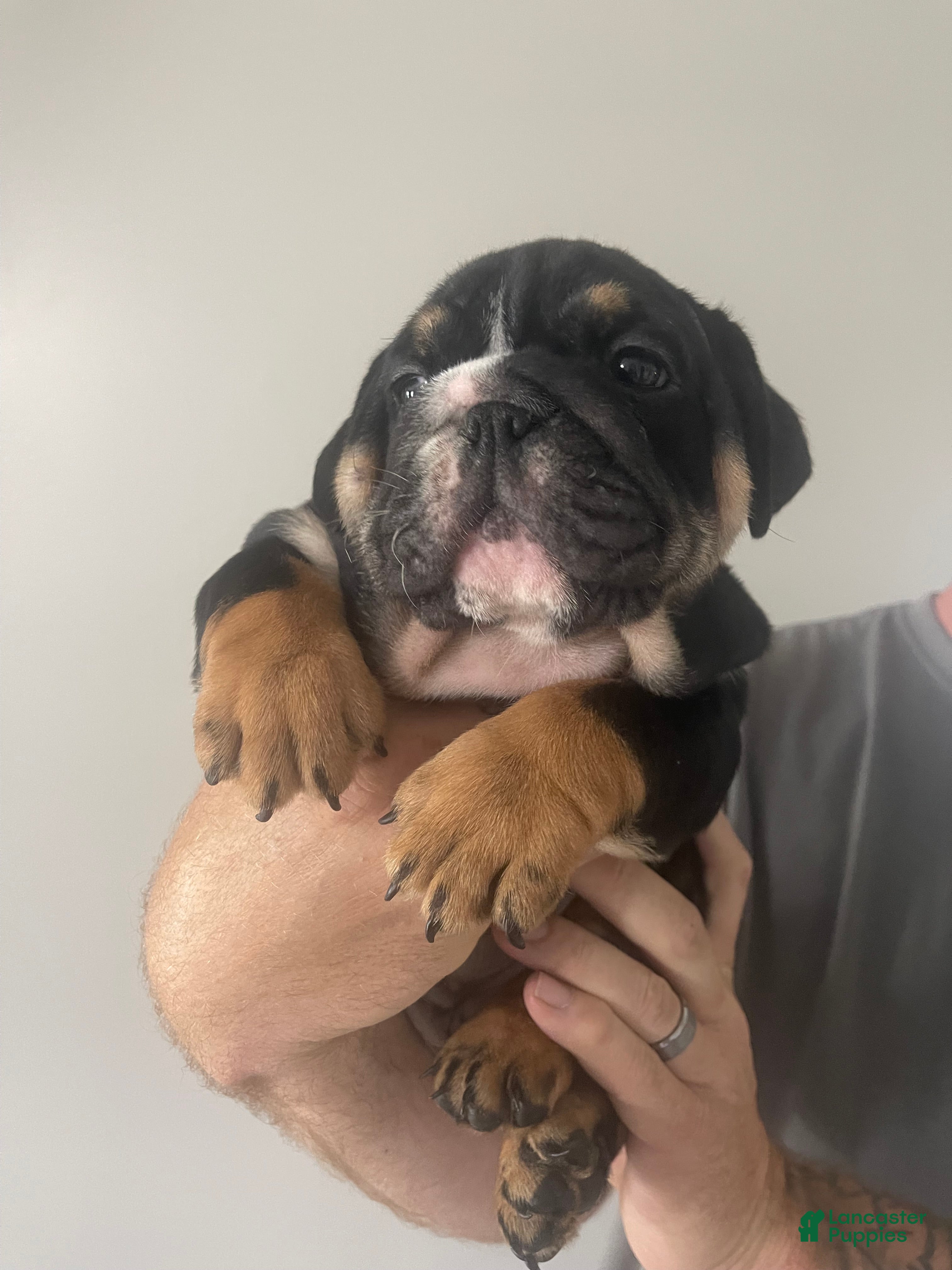 English Bulldog dogs English Bulldog Puppy - Ford - Ad 40