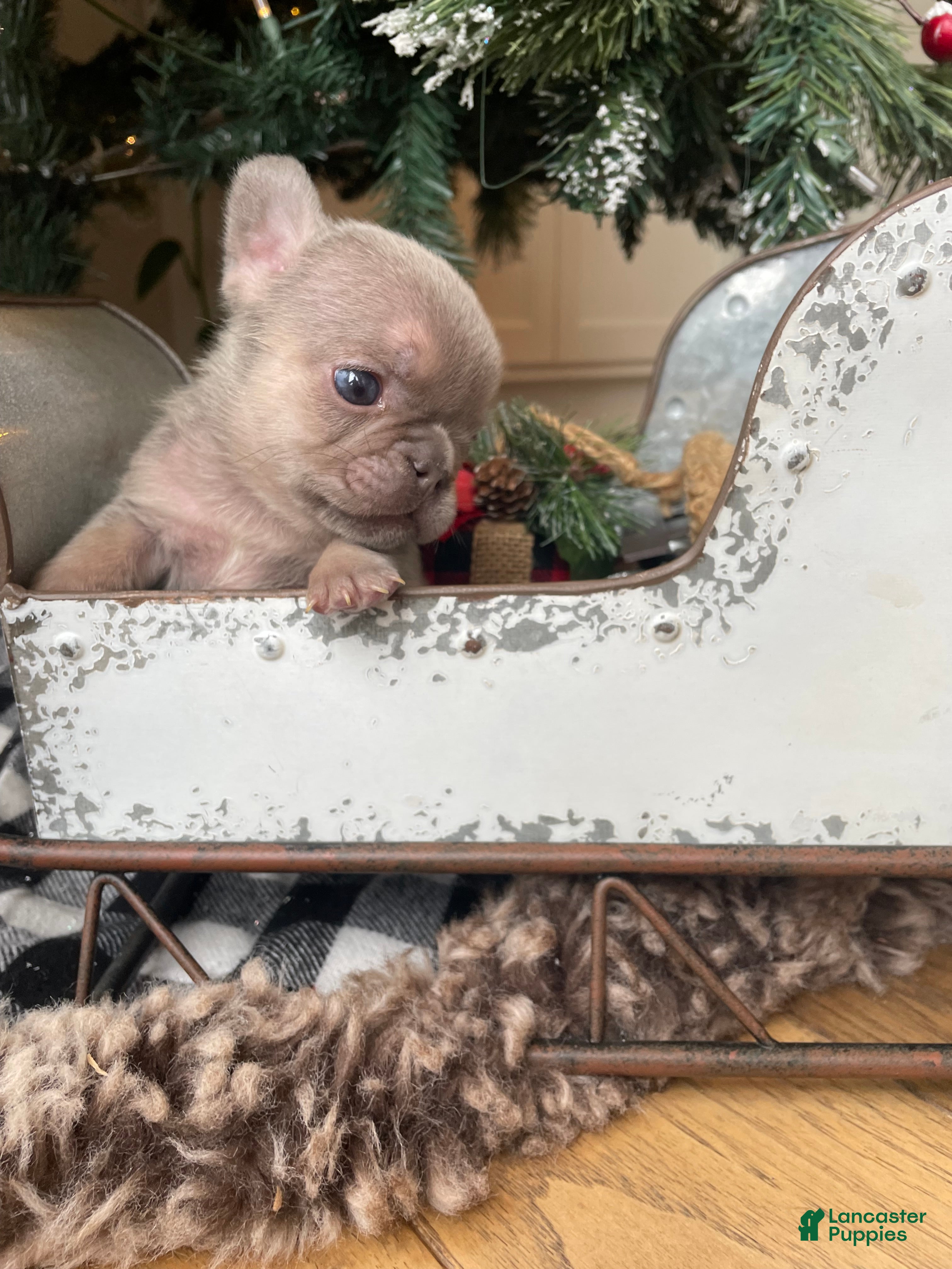 French Bulldog dogs Everest - Ad 2