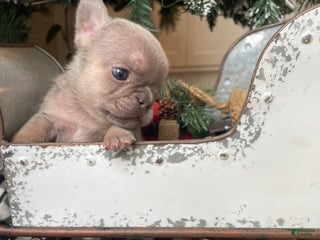 French Bulldog dogs Everest - Ad 2