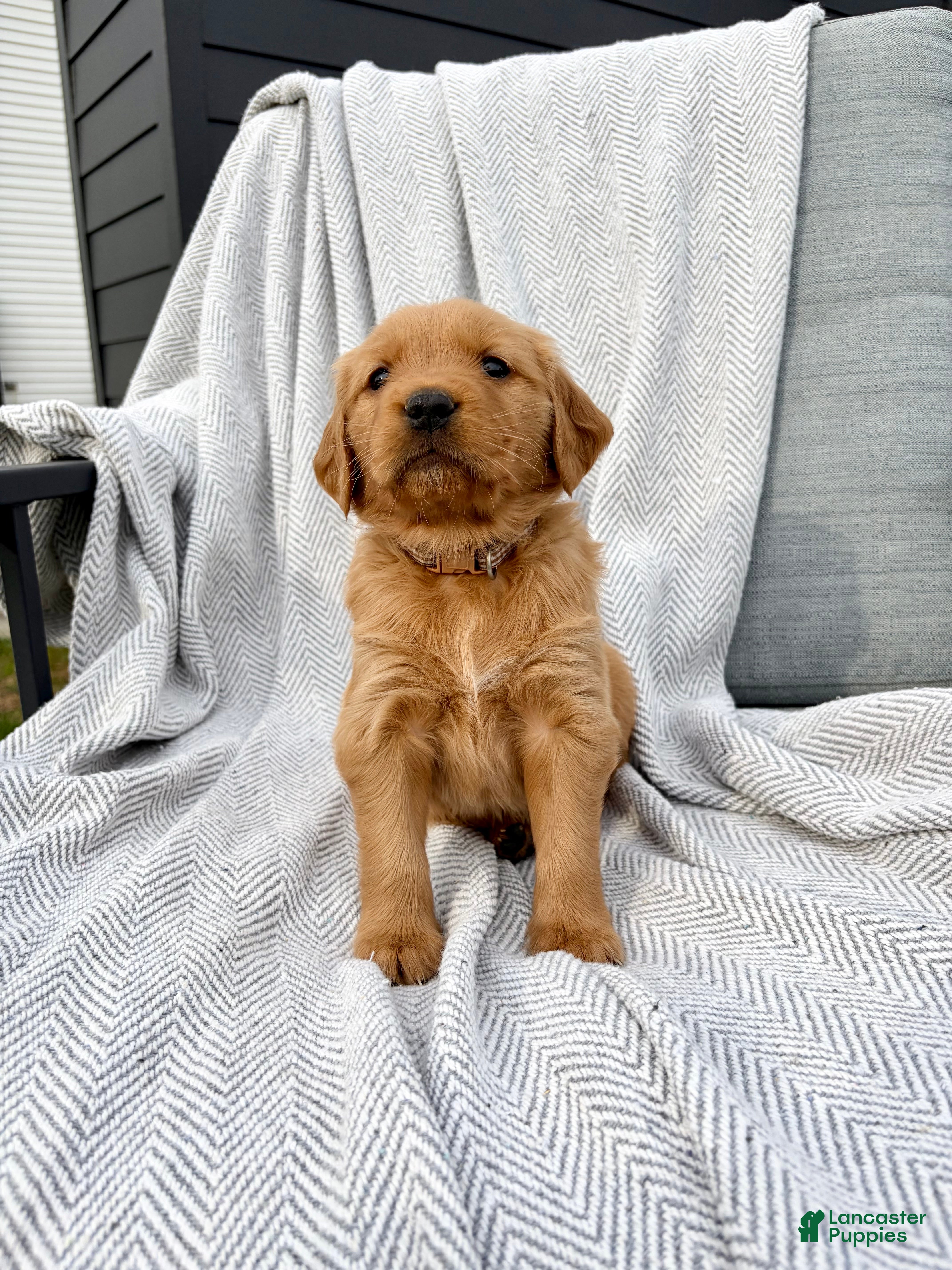 Golden Retriever dogs for sale: Shasta (tan collar) - Ad 1