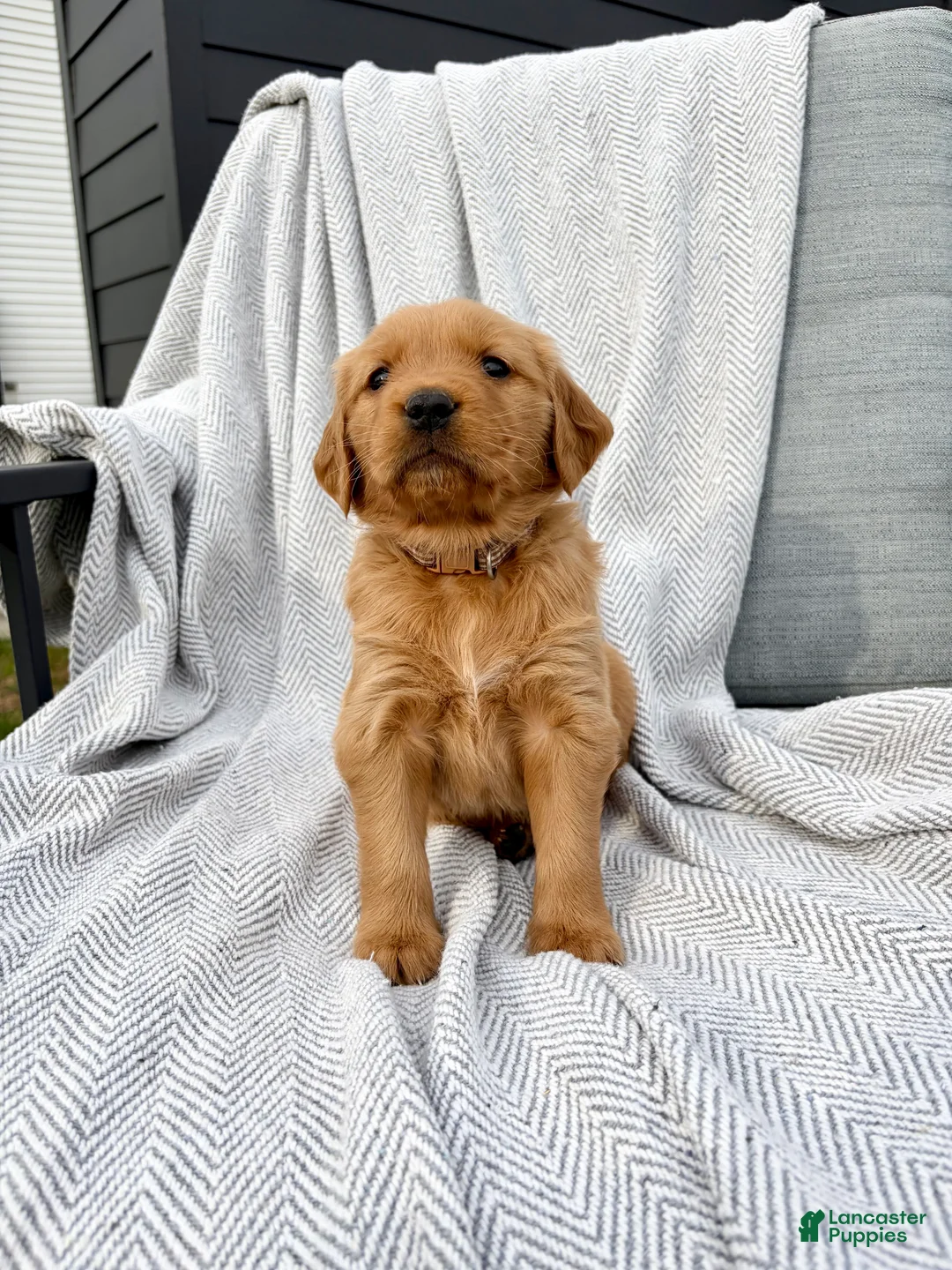 Golden Retriever dogs for sale: Shasta (tan collar) - Ad 1