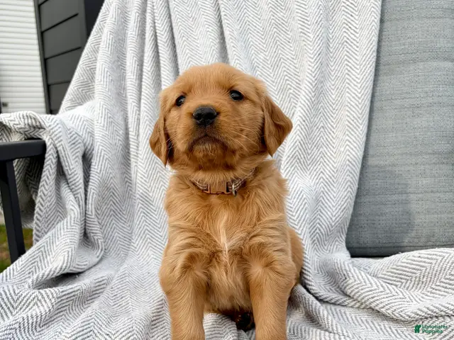 Golden Retriever dogs for sale: Shasta (tan collar) - Ad 1