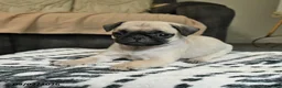 Pug dogs for sale: Penny - Ad 3