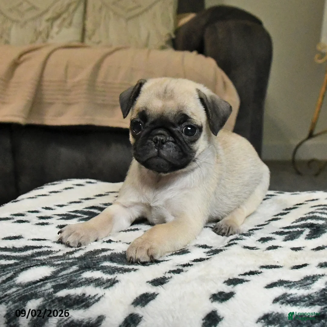 Pug dogs for sale: Penny - Ad 3