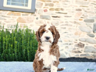 Mini Goldendoodle dogs - Ad 31