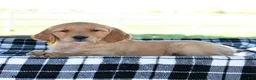 Golden Retriever dogs for sale: Amber - Ad 3