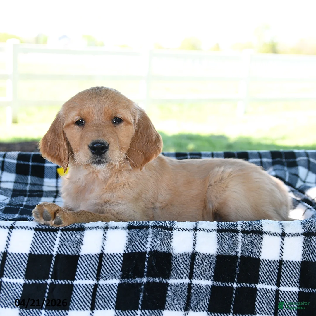 Golden Retriever dogs for sale: Amber - Ad 3