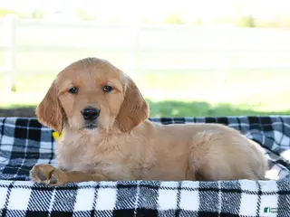 Golden Retriever dogs for sale: Amber - Ad 3