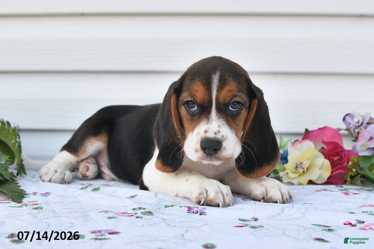 Beagle dogs Stormy - Ad 2
