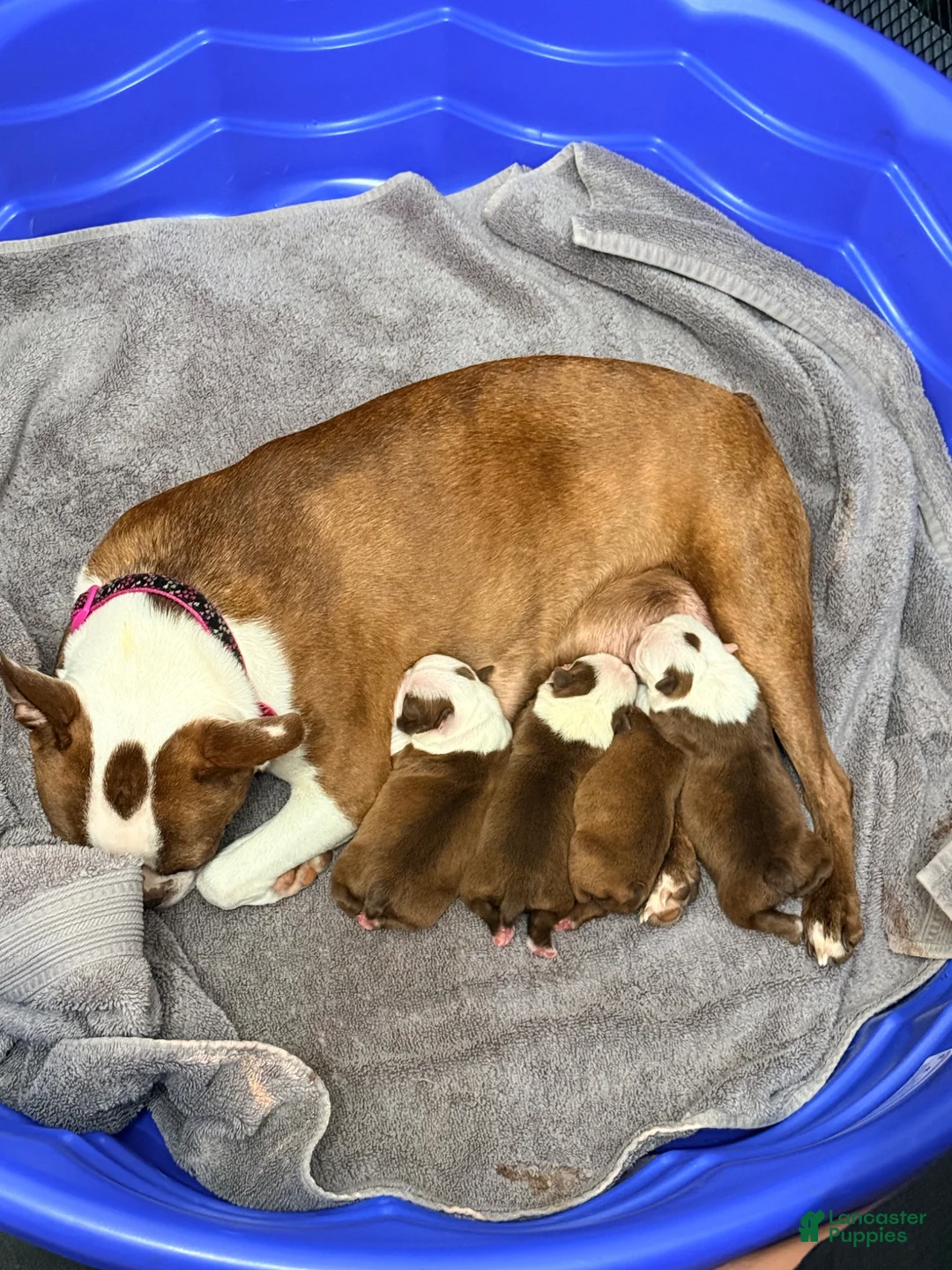 Boston Terrier dogs for sale: Winston - Ad 5