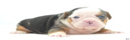 Mixed Breed dogs for sale: Rosie Merle koi pattern  - Ad 5