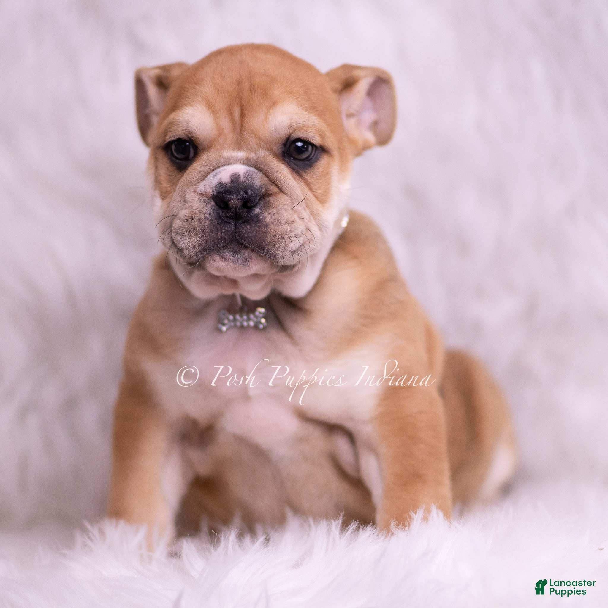 English Bulldog dogs Hulk - Ad 2
