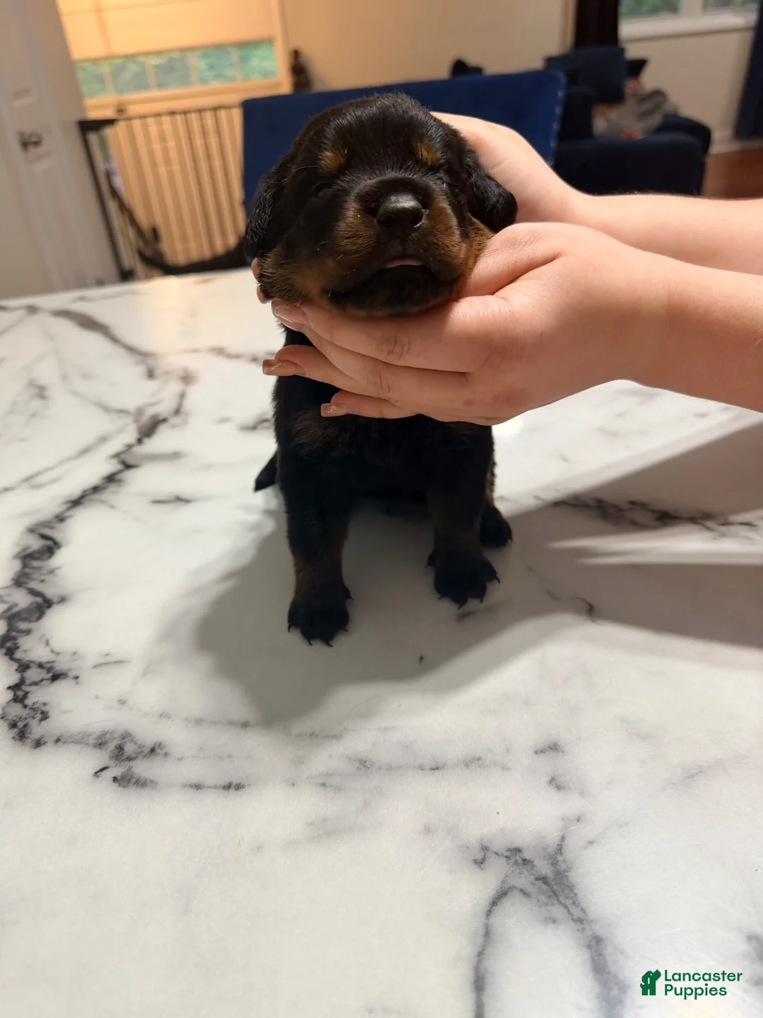 Rottweiler dogs for sale: Rottweiler 3 - Ad 8