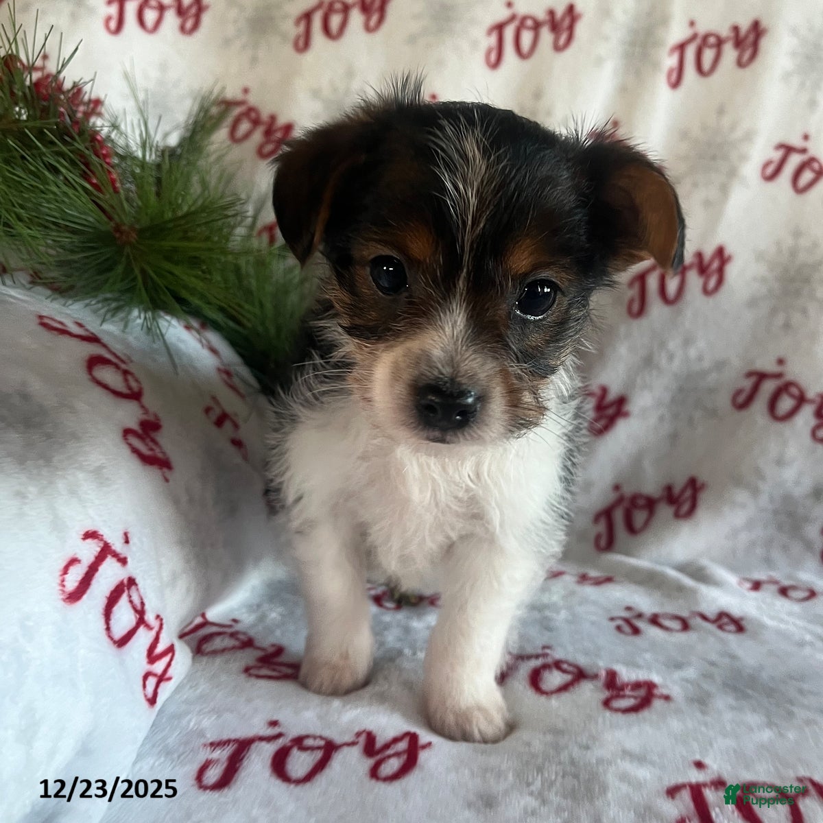 Yorkiepoo dogs Bear - Ad 25