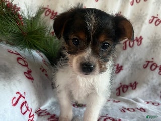 Yorkiepoo dogs Bear - Ad 25