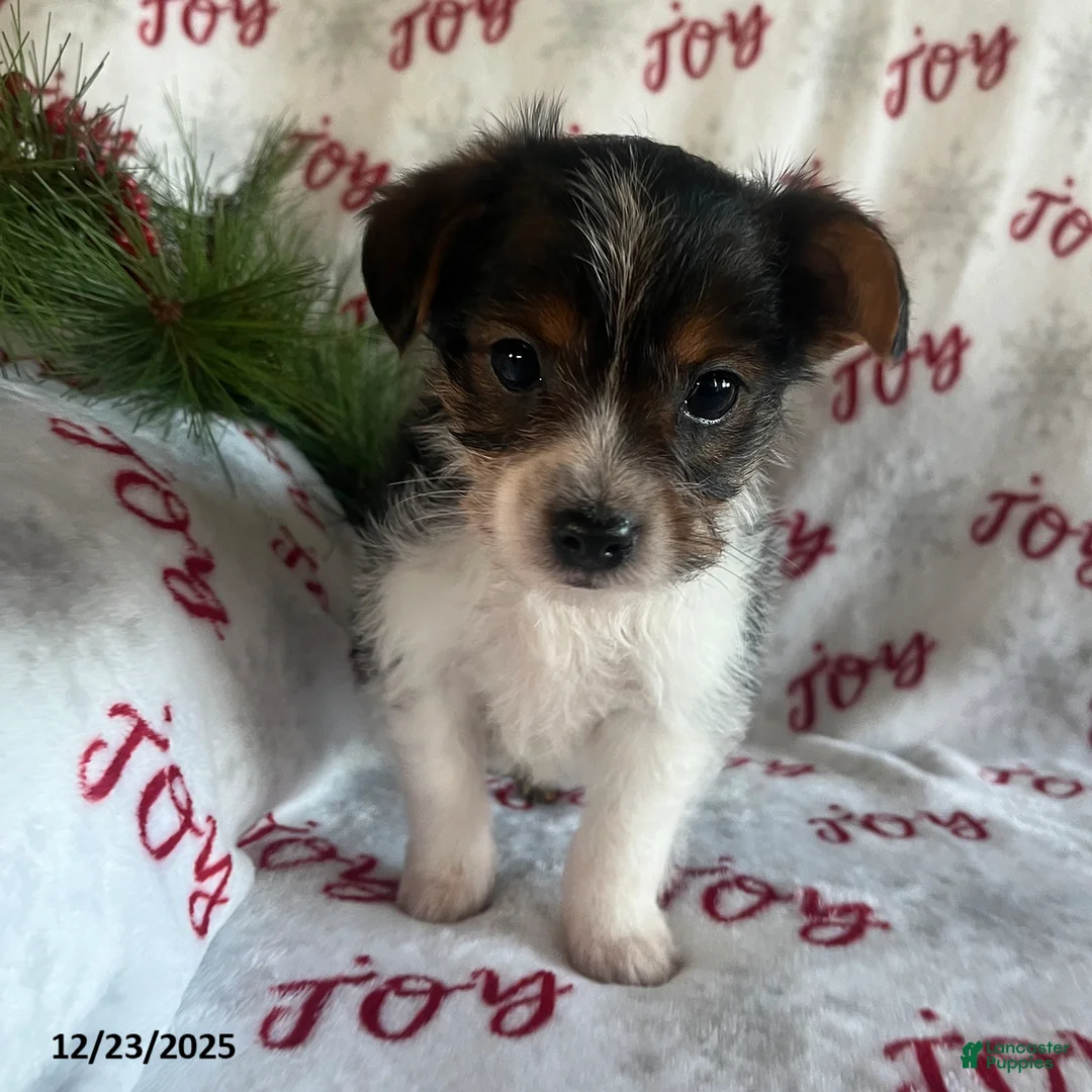 Yorkiepoo dogs for sale: Bear - Ad 8