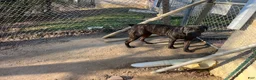 South African Boerboels dogs for sale: Chunk Rock - Ad 12