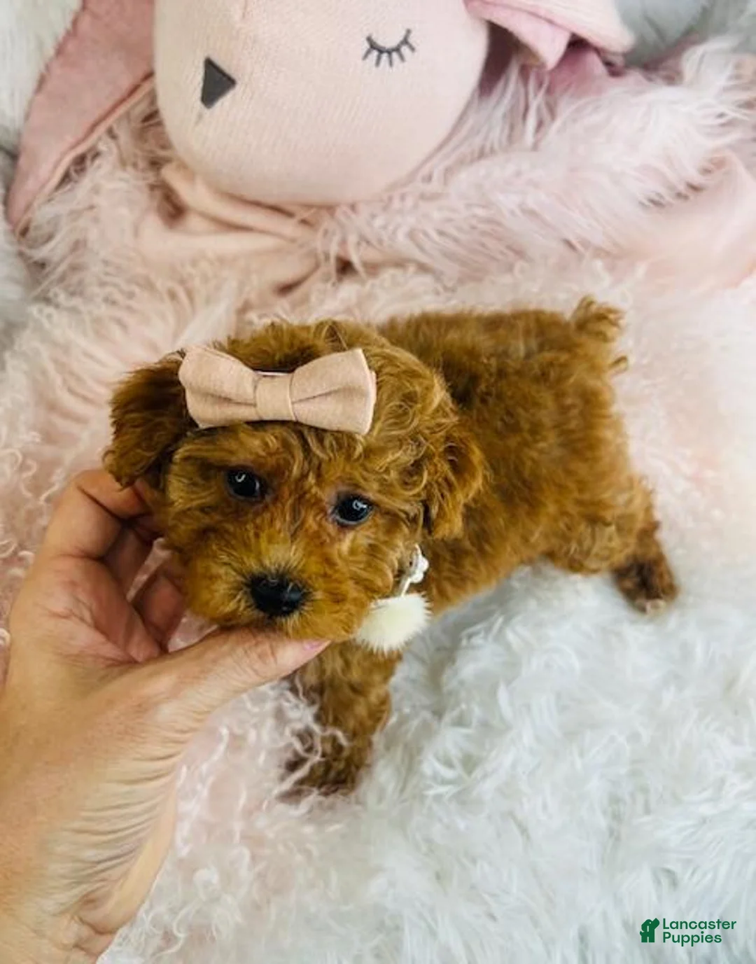 Miniature Poodle dogs for sale: Miniature Poodle Puppy 1 - Ad 2
